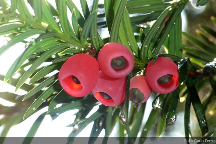 Bacche di Tasso